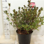 Rhododendron (aj) 'florida' 40  см