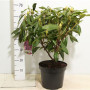 Rhododendron 'marcel Menard' 50 см