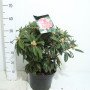 Rhododendron 'percy Wiseman' 50 см