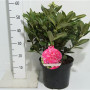 Rhododendron 'rocket' 50см