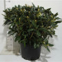 Rhododendron (y) 'sweet Sue' 70 см