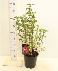 Ribes Sanguineum 'king Edward Vii' 80СМ