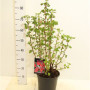 Ribes Sanguineum 'king Edward Vii' 80СМ