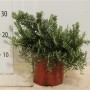Rosmarinus Officinalis 'prostratus' 25 см