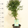 Solanum Jasminoides 90 см
