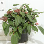 Viburnum Davidii 40 см