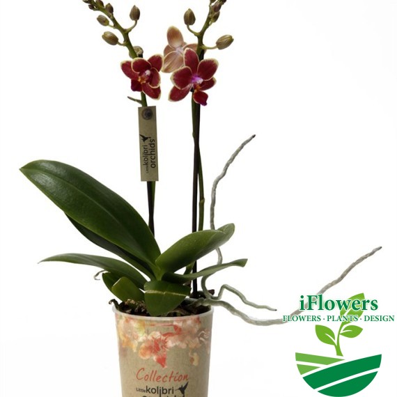 250_14