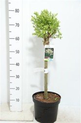 Salix Integra 'hakuro-nishiki' 80 cm
