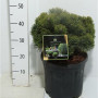 Pinus Mugo 'march' 40 см