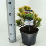 Pinus Mugo 'winter Gold' 30 см