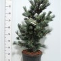 Pinus Parviflora 'negishi' 50 см