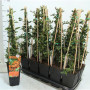Pyracantha 'soleil D'or' 70 см