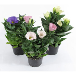 eustoma4