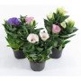 eustoma4