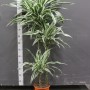 Драцена White stripe 140 см