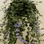 Вьюнок (Convolvulus) 22