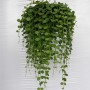 Дисхидия монетная (Dischidia nummularia) (25)