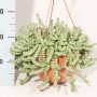 Крассула (Crassula marnieriana) (24)
