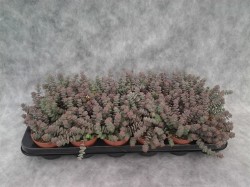 Крассула (Crassula marnieriana Hottentot) (23)
