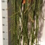 Леписмиум cruciforme 57