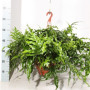 Папоротник diversifolium_62