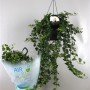 Плющ обыкновенный Wonder air so pure