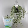 Плющ обыкновенный overig bont (Air so pure) 44