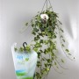 Плющ обыкновенный overig bont (Air so pure) 45
