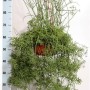 Рипсалис цереускула 87