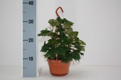 Циссус ромболистный Mandaiana (20)