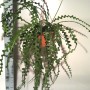 Эпифиллум угловатый (Epiphyllum anguliger) 27