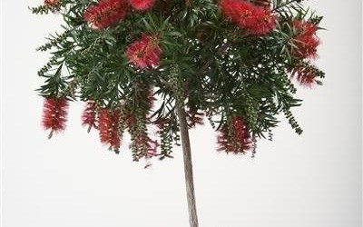 Каллистемон Splendens