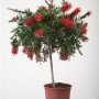 Каллистемон Splendens