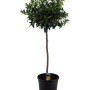 Кумкват 160см