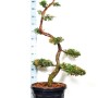 22 Можжевельник даурский Expansa Variegata