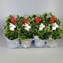 Селагинелла Мартенса 'Jori'.