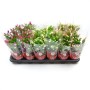 шлюмбергера