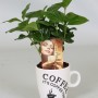 Кофейное дерево в чашке