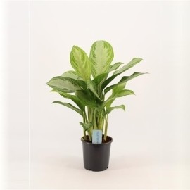 Aglaonema 'Silver Bay'