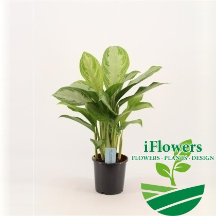 Aglaonema 'Silver Bay'