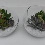 Фитокомпозиция суккуленты в камушках