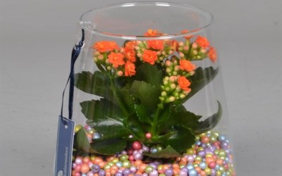 Флорариум с цветными шариками