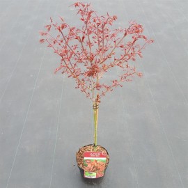 Клен 'Шайна'