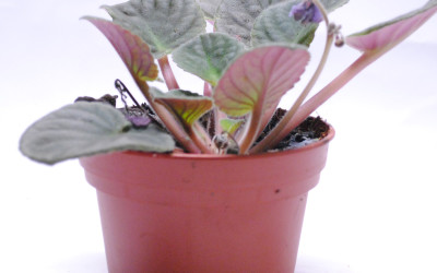 фиалка-